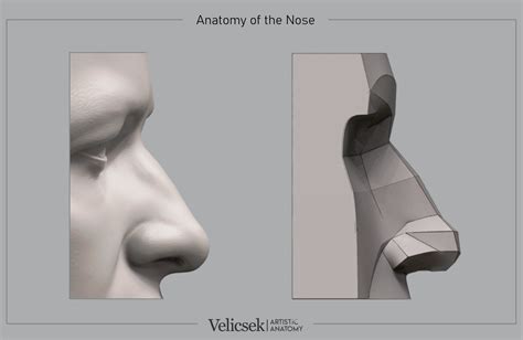 Gusztav Velicsek Exploring The Art Of Nasal Anatomy