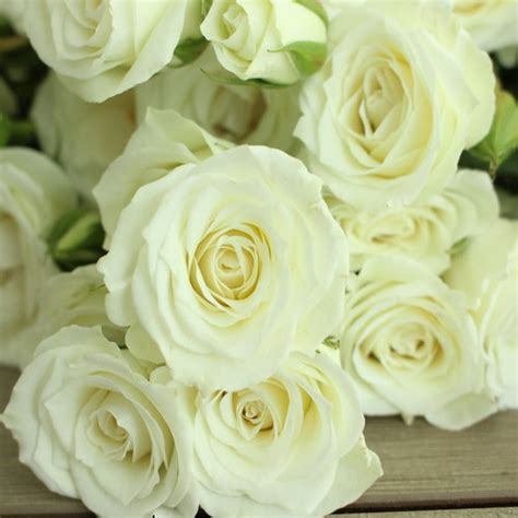 White Spray Bulk Roses Diy Wedding Flowers Fiftyflowers