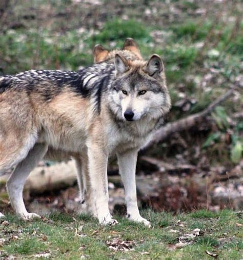 Berrendo codorniz mascarita jaguar lobo mexicano perrito de la pradera tortuga del. Zoológico Los Coyotes, cómo admirar y conservar las ...