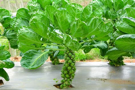 Growing Your Own Brussel Sprouts