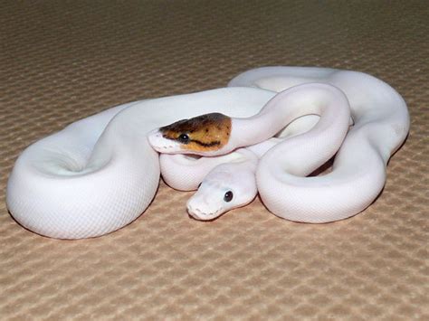 Piebald And Leucistic Ball Pythons My Fave Can I Have
