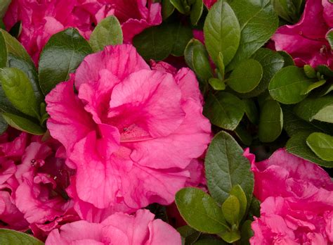 Azalea Care Guide How To Plant Grow And Care For Azaleas Redeem