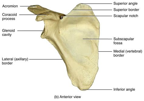 Anatomy4 Skeletal Upper Limb At University Of Regina Studyblue