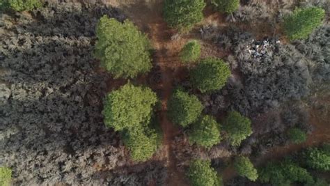 Drone Shot Of Trees Growing In The Forest At Mount Shasta California