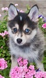 Pomsky Dogs - Is This The Most Fashionable Dog Breed For 2017