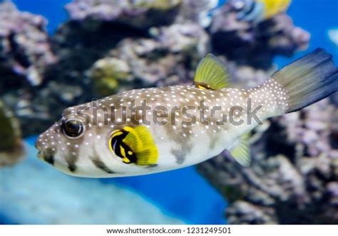 Starry Blowfish Puffer Fish Has White Stock Photo 1231249501 Shutterstock