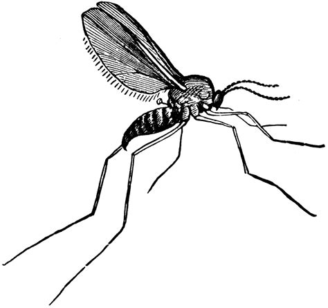 Gall Gnat Clipart Etc