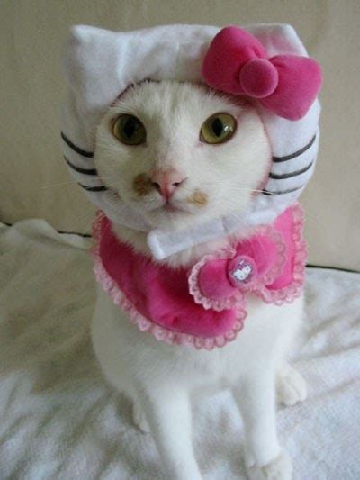 Welcome My New Obsession Hello Kitty Pet Costumes