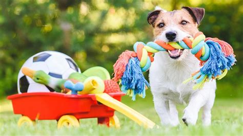 Regalos Para Perros Ideas Prácticas Y Divertidas Hogarmania