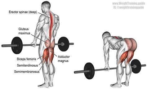 Barbell Straight Back Stiff Leg Deadlift Instructions And Video Weight Training Guide Stiff