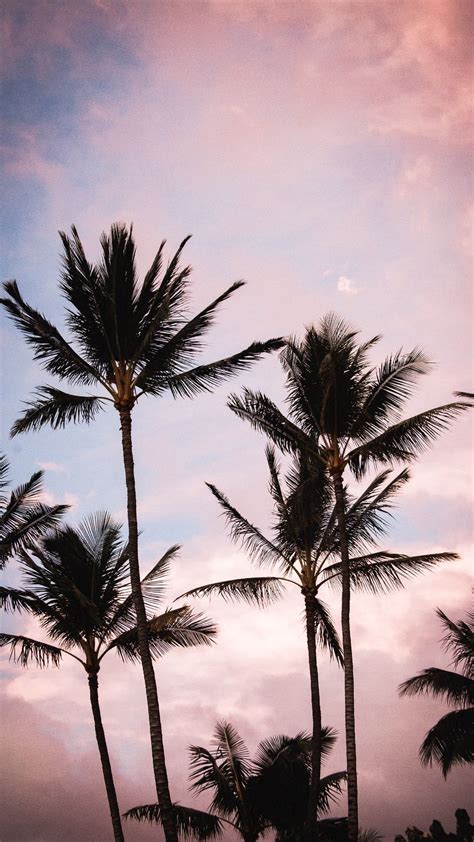 Choose from 50+ black palm graphic resources and download in the form of png, eps, ai or psd. Aesthetic Palm Tree Phone Wallpapers - Top Free Aesthetic ...