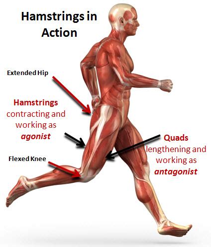 Research shows that seated and lying curls train the hamstrings this is why i recommend that you do just one hamstring and quadriceps workout per week, and that you put 3 days of rest in between the workouts. RunnerDude's Blog: Have You Hugged Your Hammies Today?