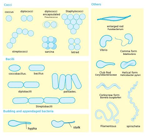 Types Of Bacteria Basic Morphological Differences Between Bacteria Images