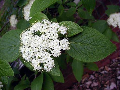 Mohican Viburnum 5 Container Grimms Gardens