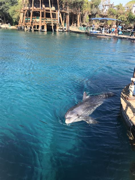 Dolphin Reef Eilat Israel Dolphin Reef Israel Travel Travel Around