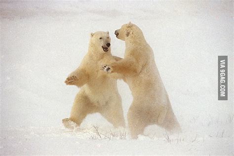 dancing polar bears 9gag