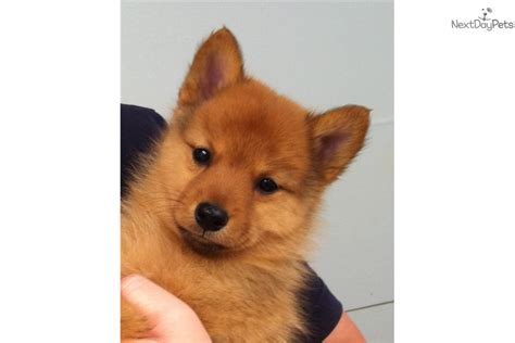 Finnish Spitz Puppy For Sale Near Lubbock Texas 6dff39ee 12d1