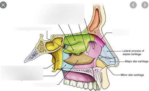 Bones In The Nasal Cavity Diagram Quizlet