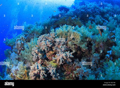 Marine Life In The Red Sea Stock Photo Alamy