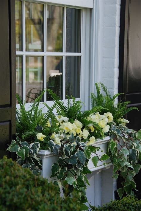 This annual looks lovely cascading from containers, window boxes, and hanging baskets, or tucked into a rock garden as a flowering ground cover. Spring Gardens at Last! | Window box plants, Window box ...