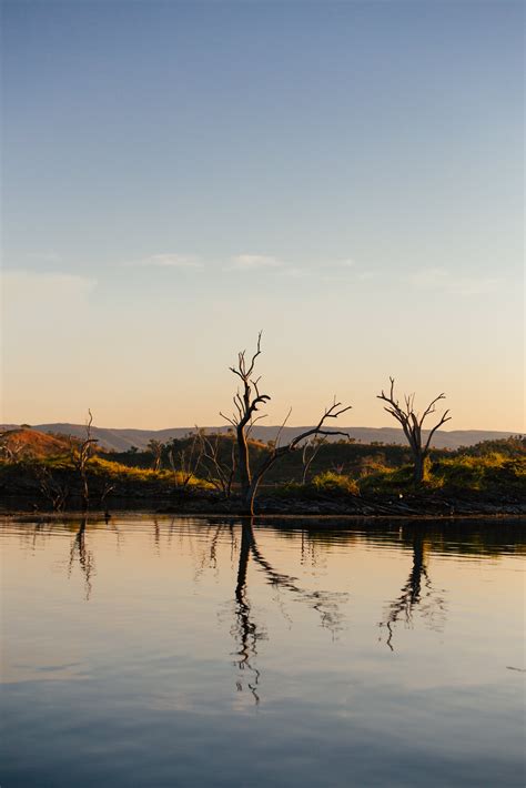 Branches Of Leafless Tree In River · Free Stock Photo