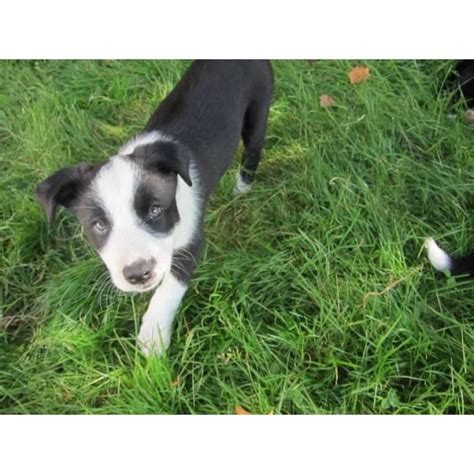 Instead of going inside let them stand out and give them time to watch other. Purebred Farm Raised Border Collie Puppies in Seattle, Washington - Puppies for Sale Near Me