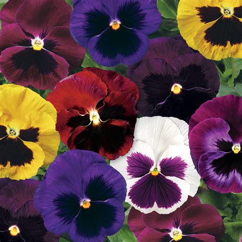 Pansy Colossus Blotch Mix