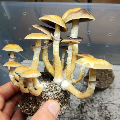 Northwest Georgia Magic Mushroom Identification Help Deleted