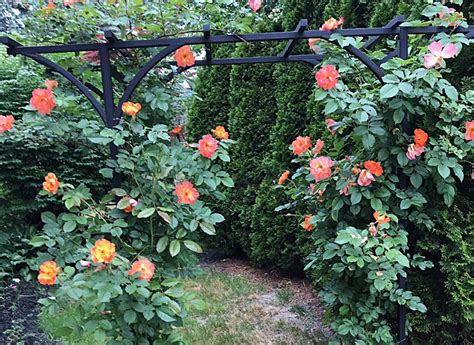 Locate climbers that are intended to. Prune roses when forsythia blooms, but don't cut back ...