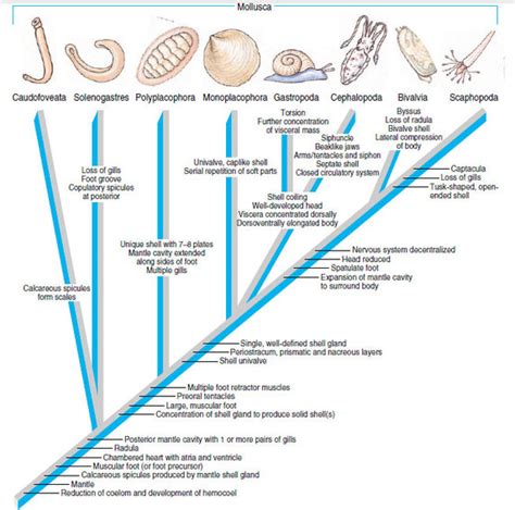 Phylum Mollusca Amandas Encyclopedia Of Animal Life