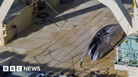 Photos Show Japanese Whaling Off Antarctica Group Says Bbc News