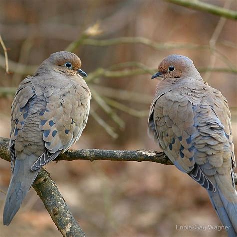 The pieces provided are recycled from animals used for sustenance and. Morning Dove | Scarf (With images) | Mourning dove, Doves ...