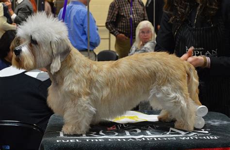Pet ownership is a big. Best 50 Small Dog Breeds For Apartments - Platpets ...