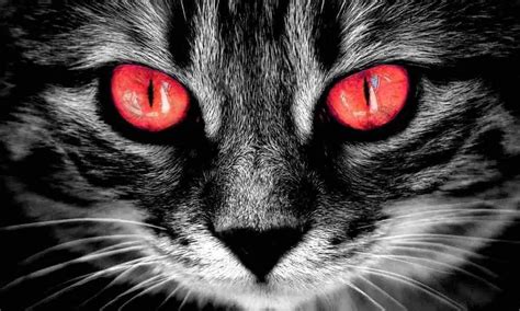 8 Creepy Signs Your Cat Hates You Animal Kooky