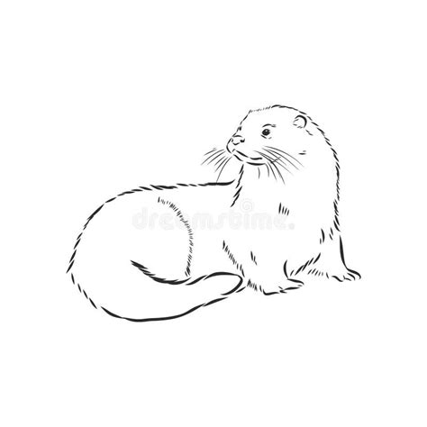 Simple Sea Otter Drawing Another Free Animals For Beginners Step By