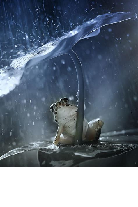 It was broadcast on jtbc every friday and saturday at 23:00 (kst) from march 30 to may 19, 2018. 40 Excellent Pictures of Animals in Rain