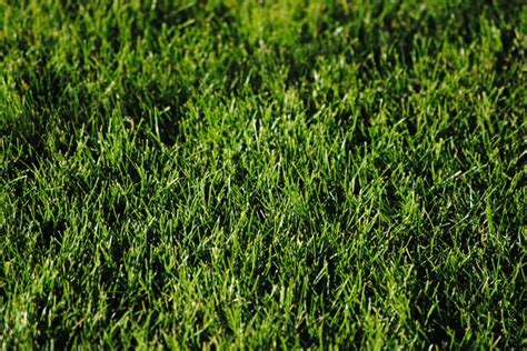 Low Maintenance Grass Types That Can Survive Kids And Pets Lawn Chick