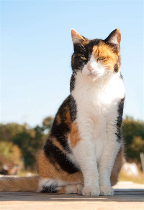 The Dig Pet Health And Lifestyle Resource By Fetch Calico Cat Cat