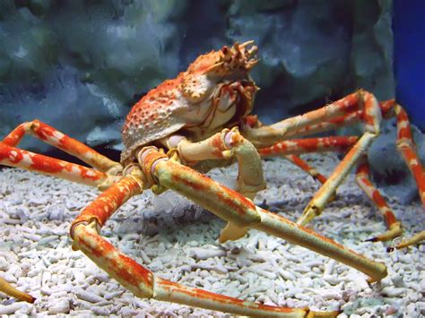 Fichierspider Crab At Manila Ocean Park — Wikipédia