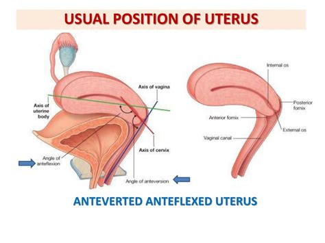Ppt Anatomy Of The Female Reproductive System Powerpoint Presentation Id 2155793
