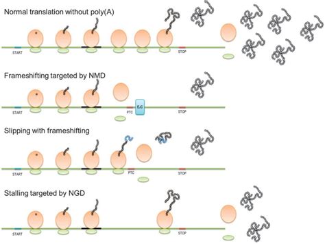 It prevents invaders from hijacking the cellular machinery to produce foreign proteins because any rna outside of. Ribosome stalling, frameshifting, and mRNA surveillance ...