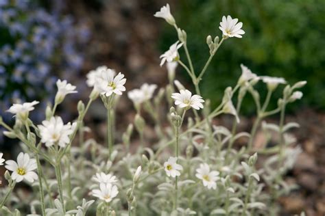 How To Grow And Care For Snow In Summer Plant Bbc Gardeners World