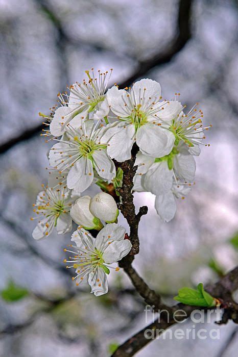 The Significance Of Sakura Meaning Cherry Blossom In Japanese