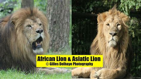 African Lion Asiatic Lion The Differences By G Delhaye