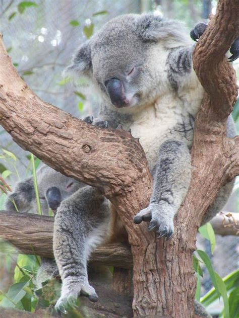 Sleeping Koala Stock Photo Image Of Tree Koala Branch 9026310