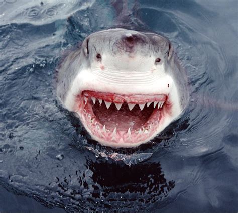 Since 1990 the recorded number of shark attacks has ranged from one to 14. How Many Teeth Does A White Shark Have? - Passport Ocean