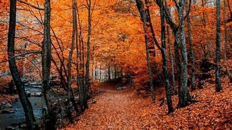 Download Wallpaper 1366x768 Autumn Path Foliage Forest Trees