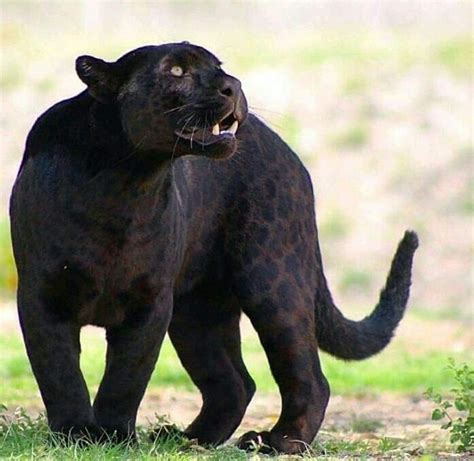 Love This Piccie Of A Black Jaguar So Majestic And Awe So Beautiful To
