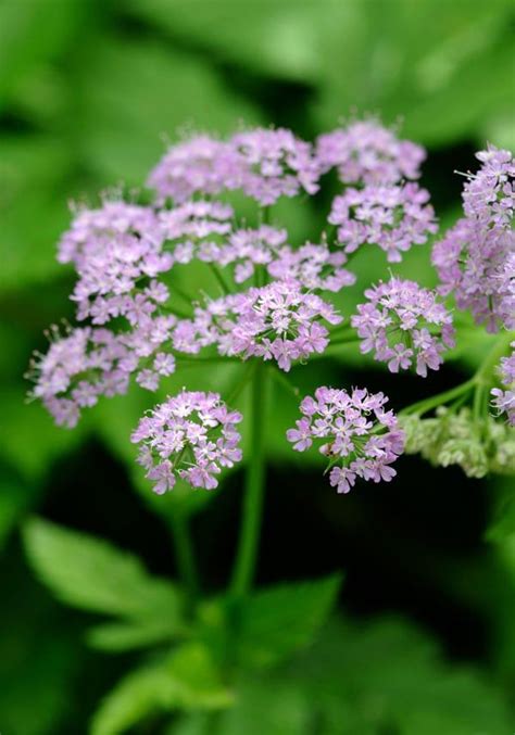 Chaerophyllum Hirsutum Roseum A Lilac Cow Parsley That Grows Well In