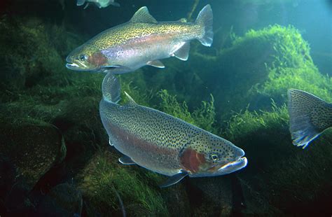 147 oncorhynchus mykiss stock video clips in 4k and hd for creative projects. Rainbow Trout Oncorhynchus Mykiss Pair Photograph by ...